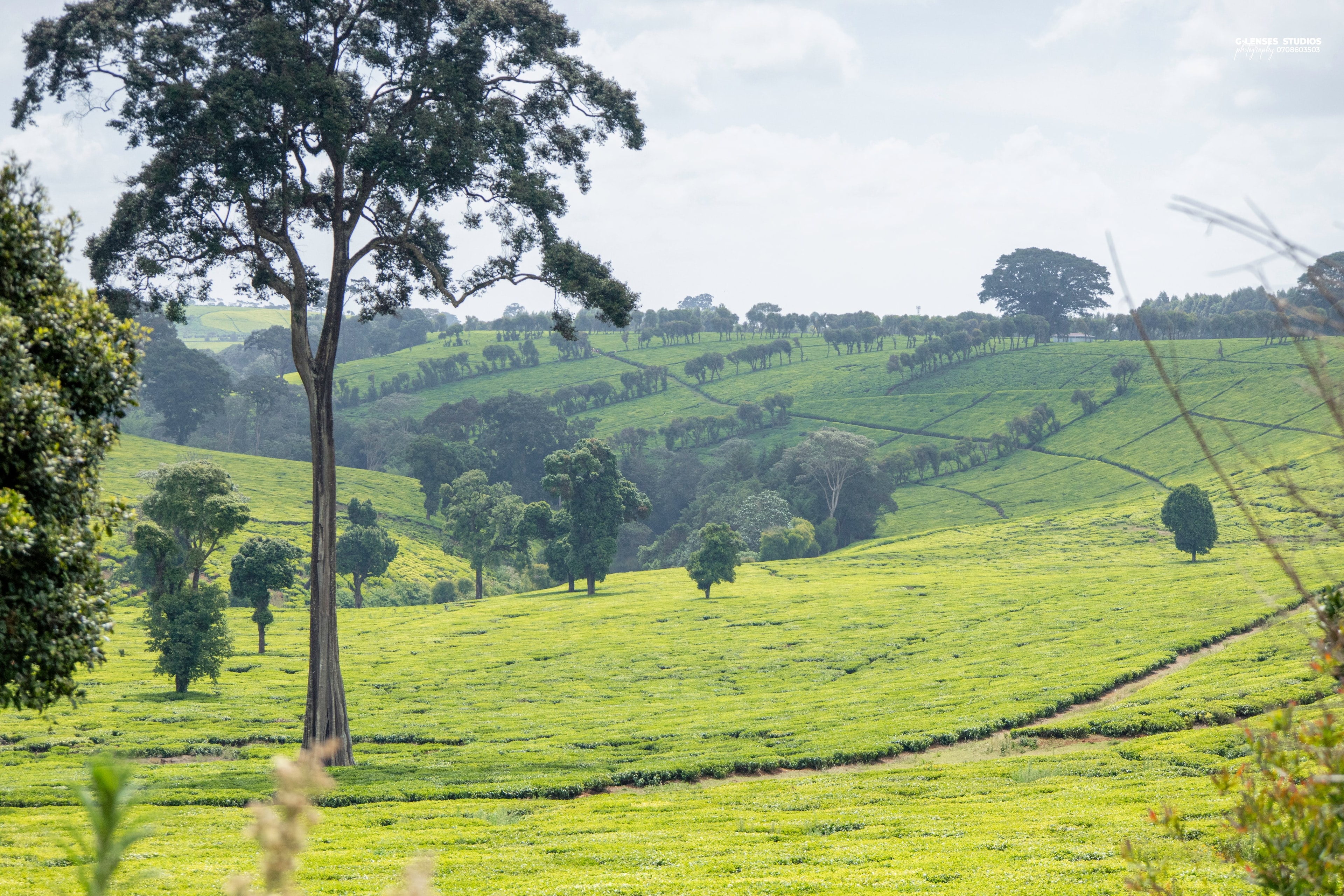 Tea fields rolling over hills below scattered highland trees near Tigoni