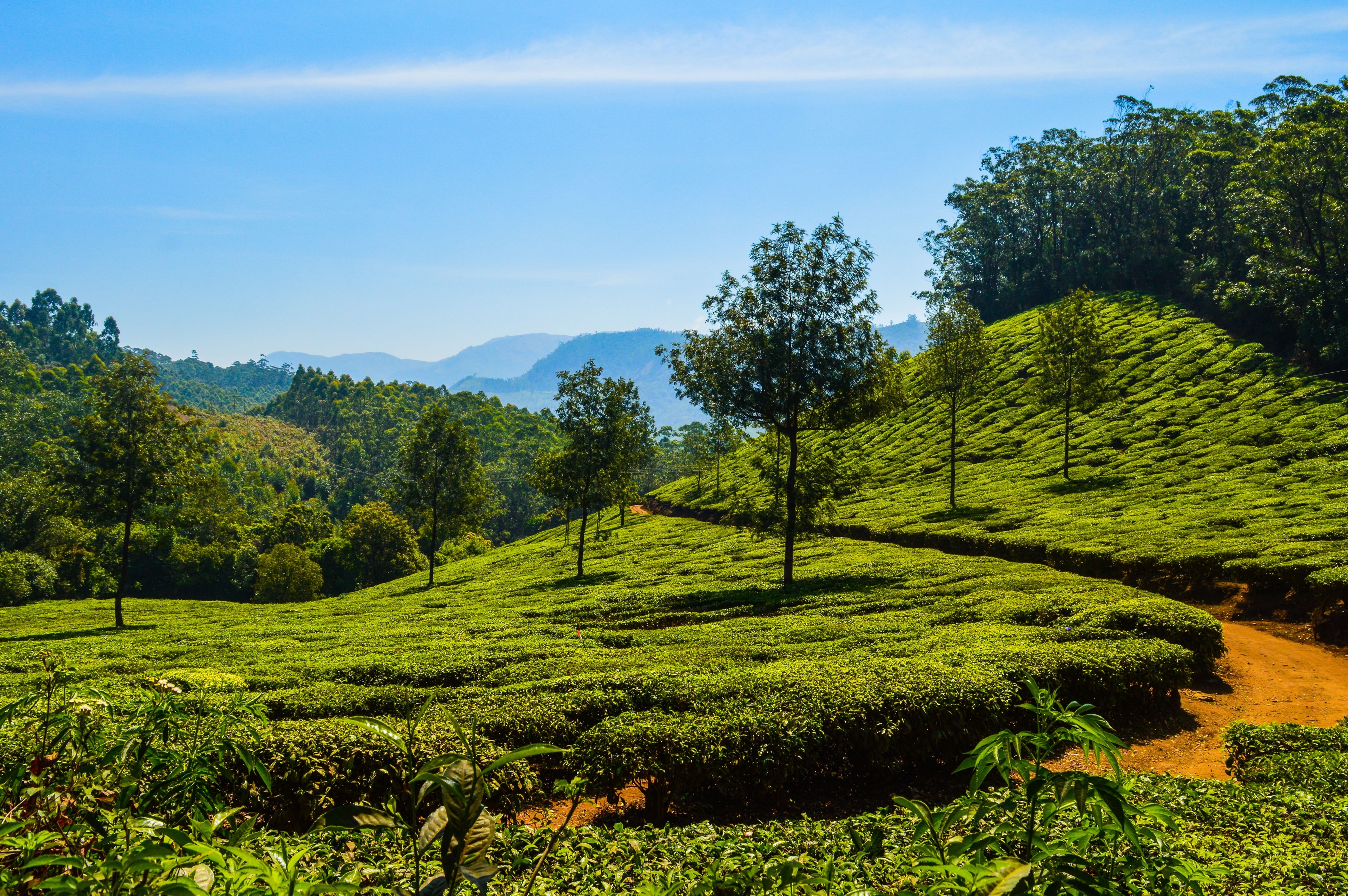 Tea fields rolling over sunlit hills toward wooded ridges under a bright highland sky